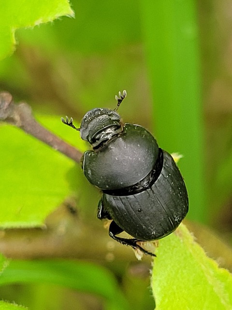 Onthophagus verticicornis - fekete trágyatúró