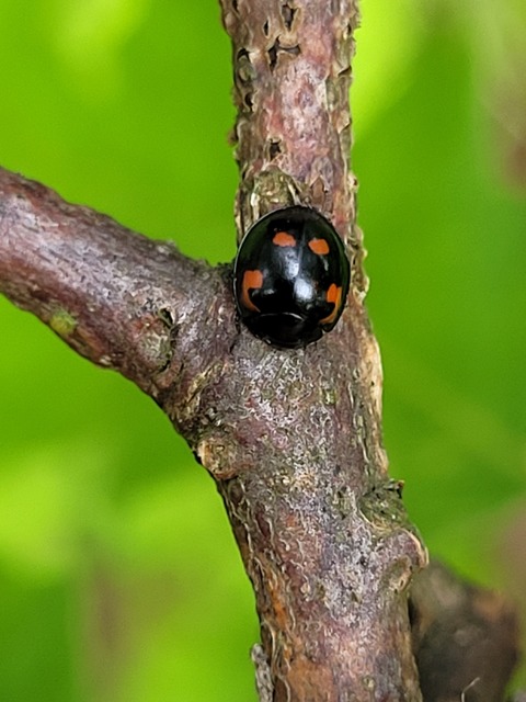 Exochomus quadripustulatus - négyfoltos szerecsenkata