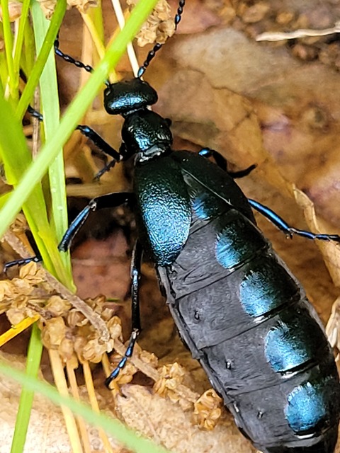 Meloe violaceus - kék nünüke