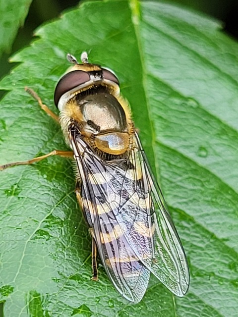 Scaeva