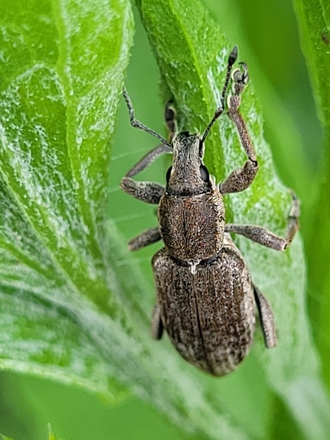 Tanymecus palliatus - közönséges hegyesfarúbarkó