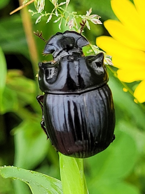 Copris lunaris - közönséges holdszarvú-ganéjtúró