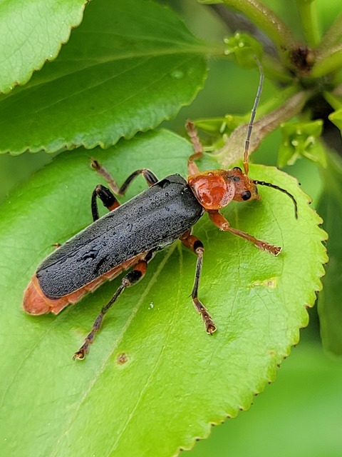 Cantharis livida - mezei lágybogár