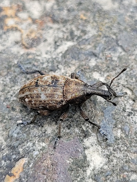 Lepyrus capucinus - pettyes fűzormányos