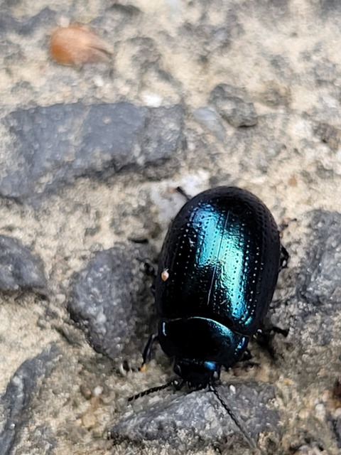 Chrysolina cuprina - pontozott orbáncfűlevelész