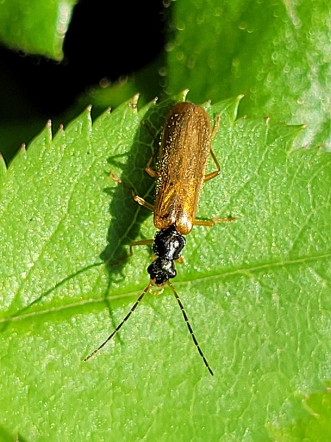 Rhagonycha lignosa - cserjés-lágybogár
