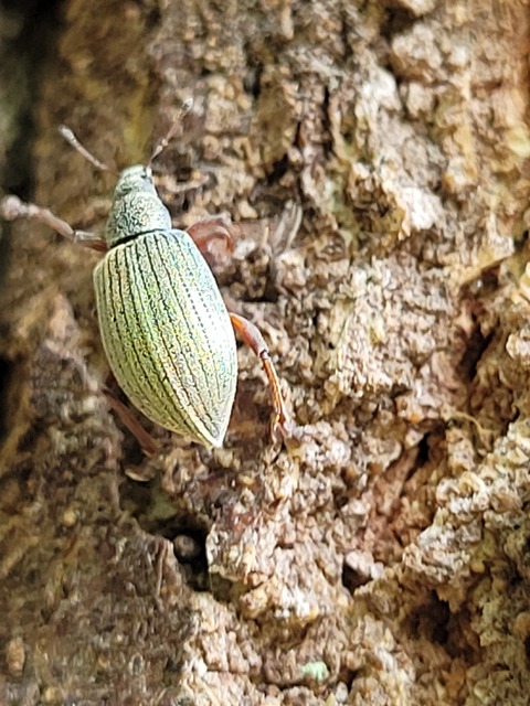 Polydrusus mollis - termetes lombormányos