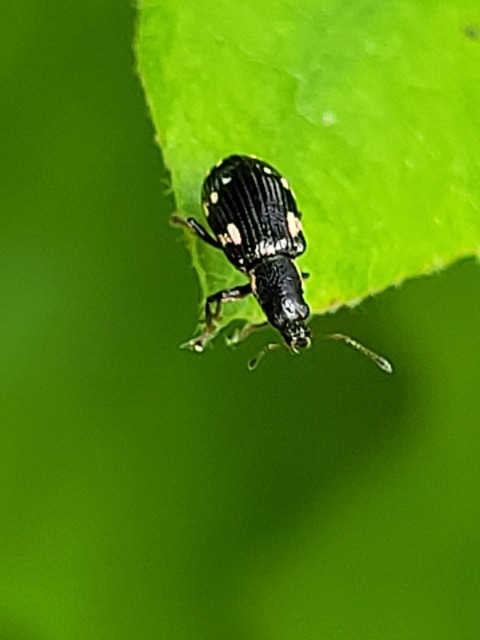 Polydrusus picus - pikkelyfoltos lombormányos