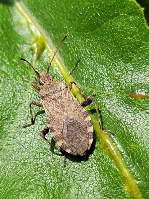 Ceraleptus gracilicornis - tüskéslábú karimáspoloska