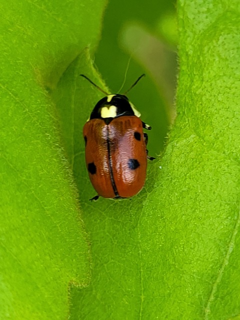 Cryptocephalus cordiger - szíves zömökbogár