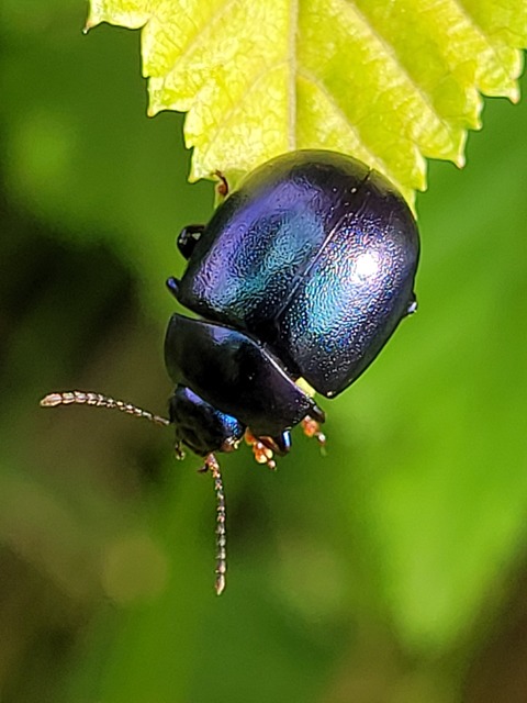 Chrysolina sturmi - vöröslábú levelész