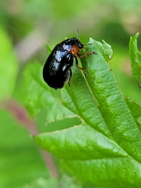 Smaragdina aurita - feketehátú zsáklevelész