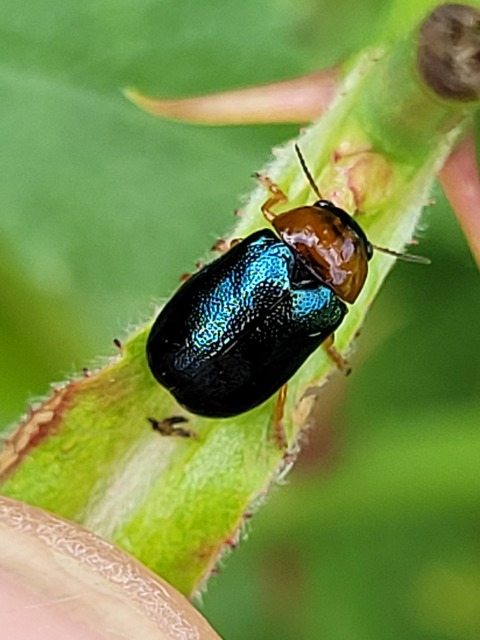 Smaragdina