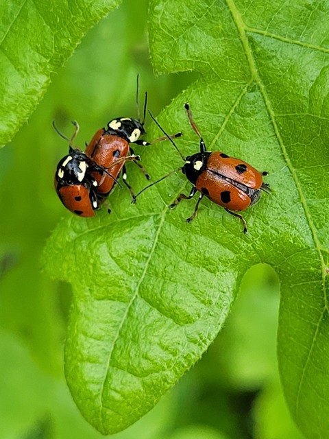 Cryptocephalus cordiger - szíves zömökbogár