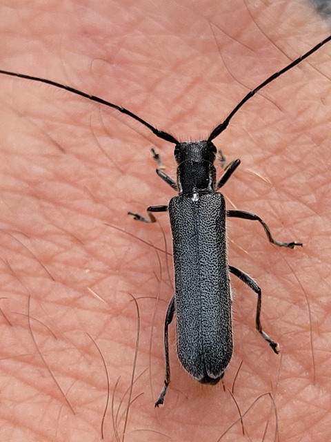 Stenostola dubia - fémes hársfacincér
