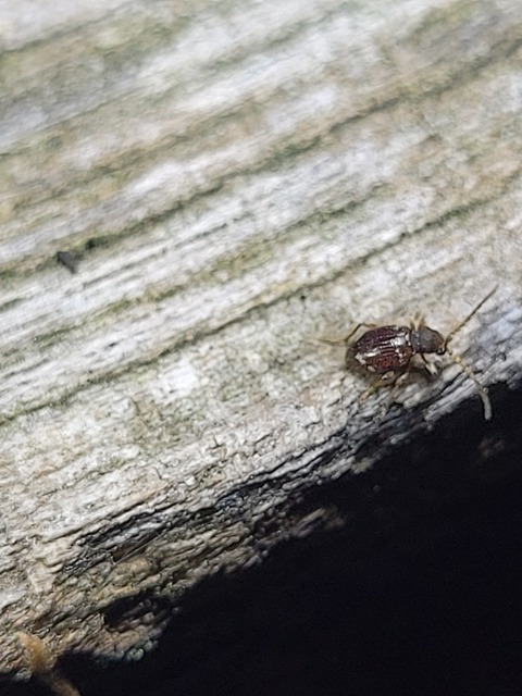 Ptinus calcaratus - krétaszőrű tolvajbogár