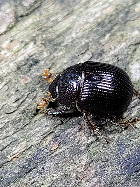 Odonteus armiger - mozgószarvú álganéjtúró
