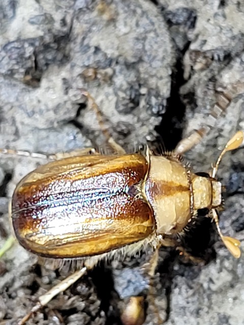 Rhizotrogus aestivus - tavaszvégi cserebogár