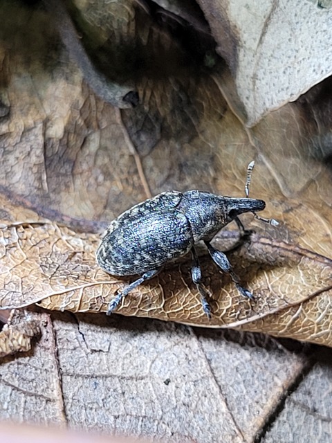 Larinus turbinatus - kúposorrú púderbarkó