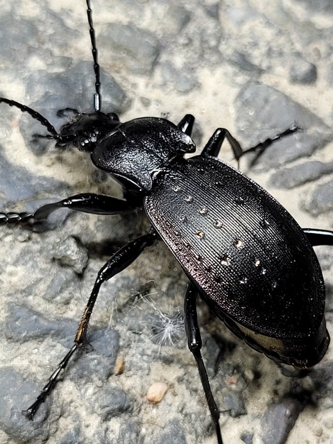 Carabus hortensis - aranypettyes futrinka