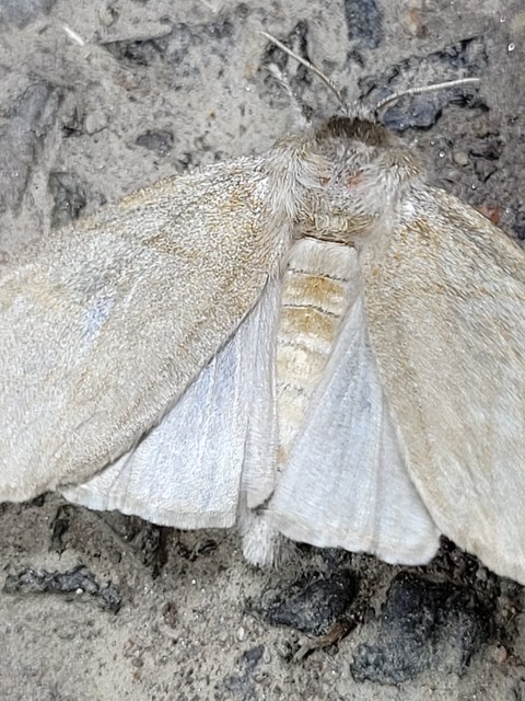 Calliteara pudibunda - hamvasszövő