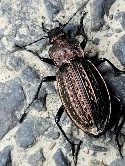 Carabus cancellatus - ragyás futrinka