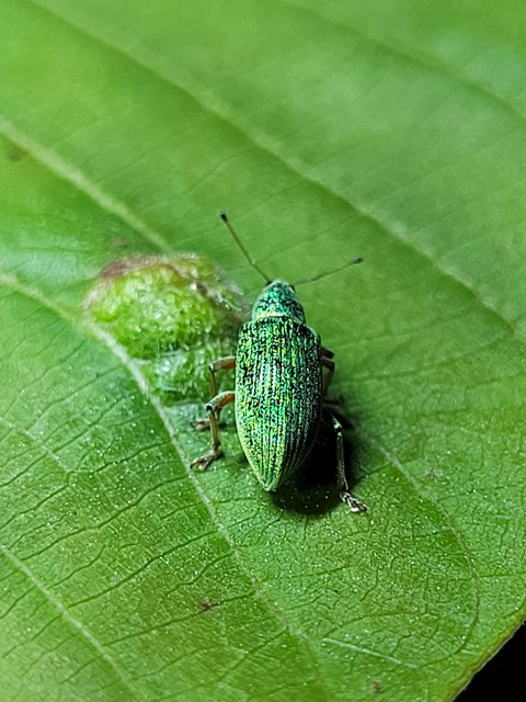 Polydrusus formosus - selymes lombormányos