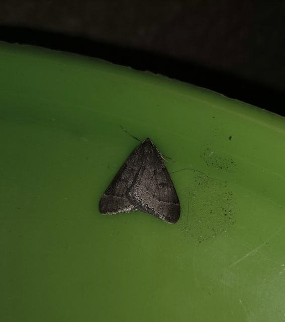 Theria rupicapraria - tavaszi kökényaraszoló