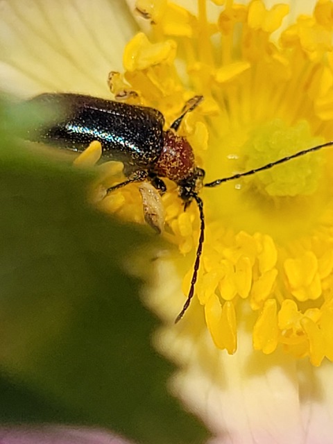 Dinoptera collaris - vörösnyakú virágcincér