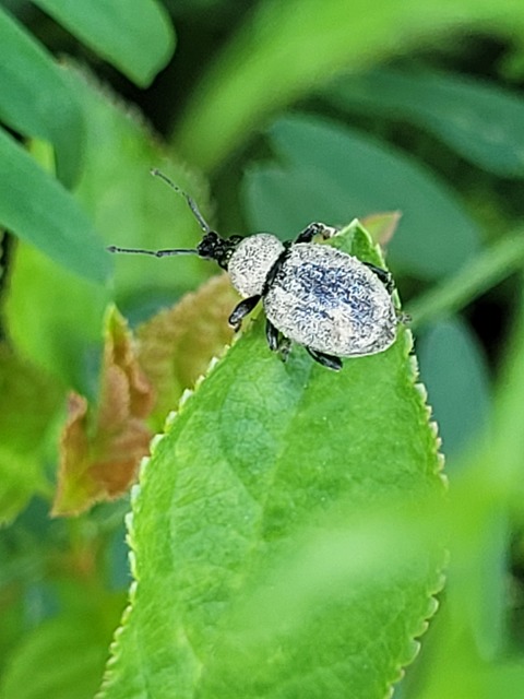 Otiorhynchus ligustici - vincellér-gyalogormányos