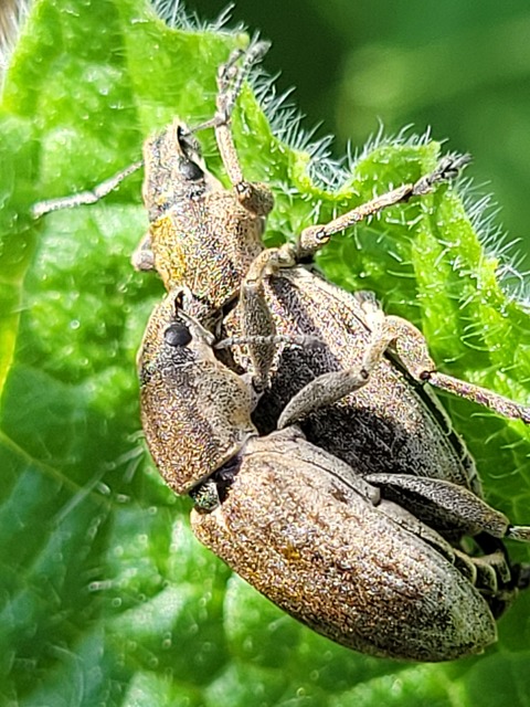 Tanymecus palliatus - közönséges hegyesfarúbarkó