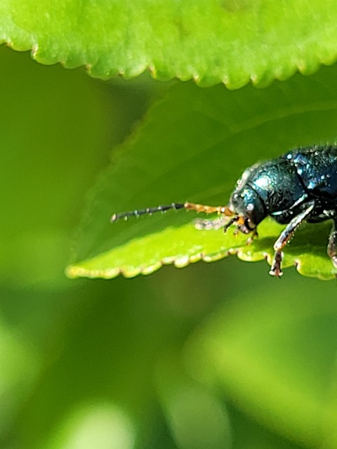 Cryptocephalus schaefferi - lapátlábú zömökbogár