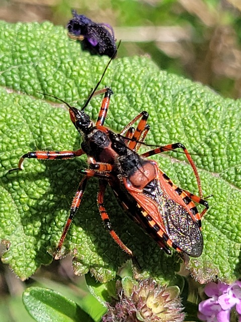 Rhynocoris iracundus - közönséges gyilkospoloska