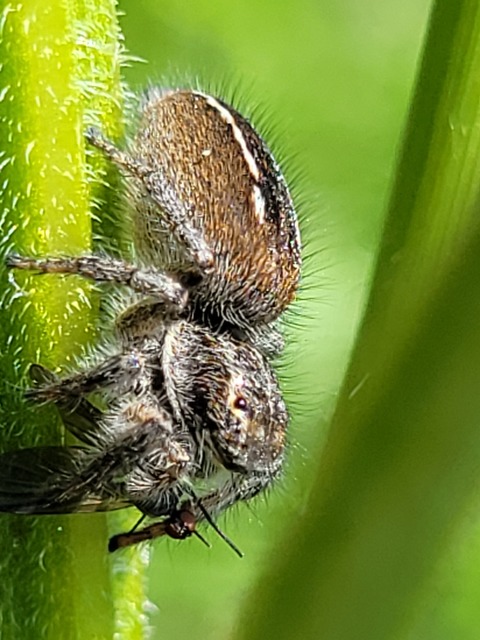 Philaeus chrysops - piros ugrópók