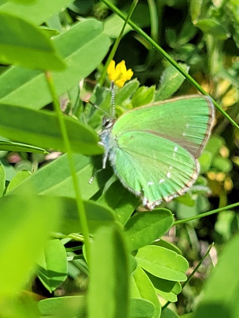 Callophrys rubi - zöldfonákú lepke