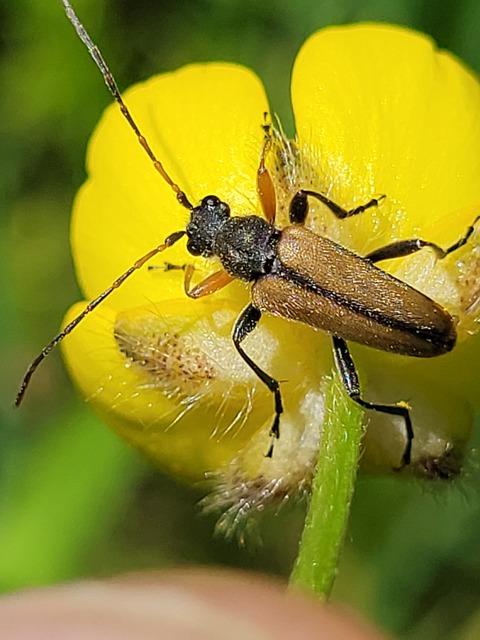 Cortodera flavimana - boglárkacincér