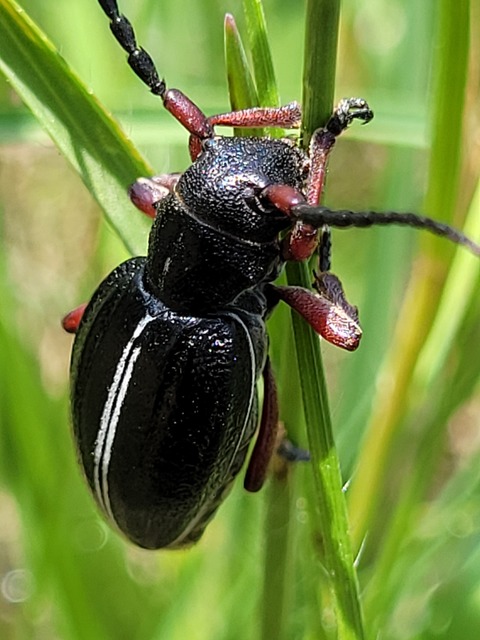 Dorcadion pedestre - kétsávos gyalogcincér