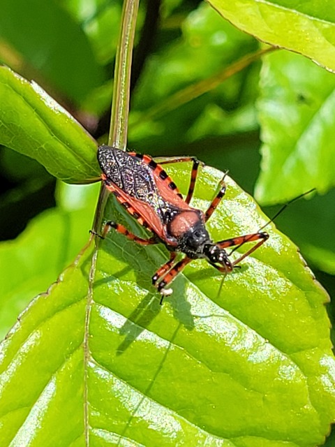 Rhynocoris iracundus - közönséges gyilkospoloska