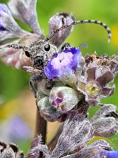 Pilemia tigrina - atracélcincér