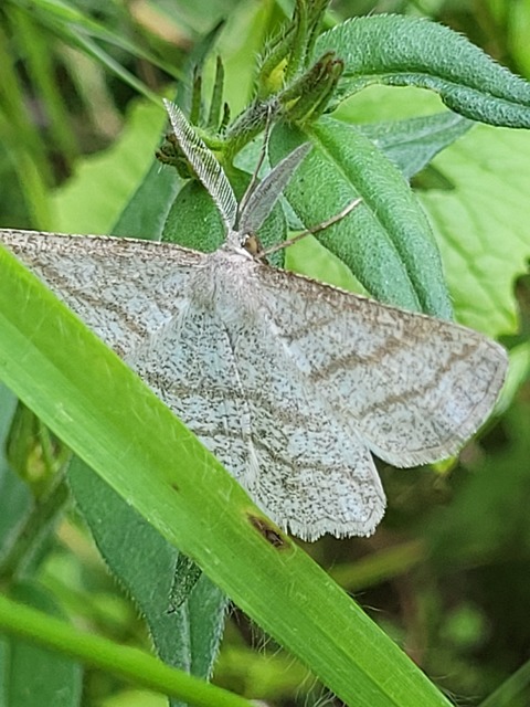 Perconia strigillaria - fehérszárnyú aranyaraszoló