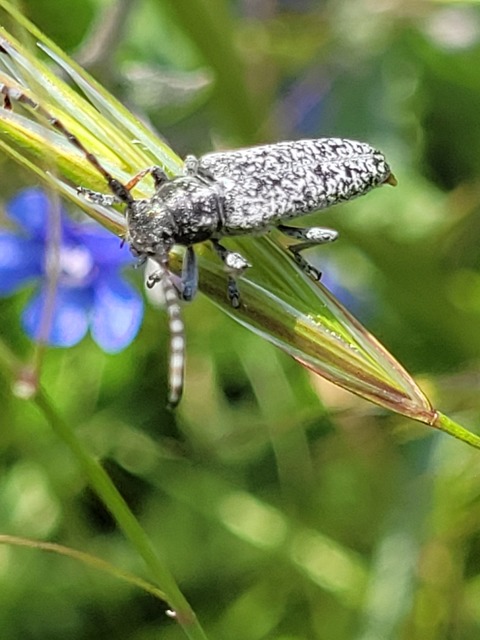 Pilemia tigrina - atracélcincér
