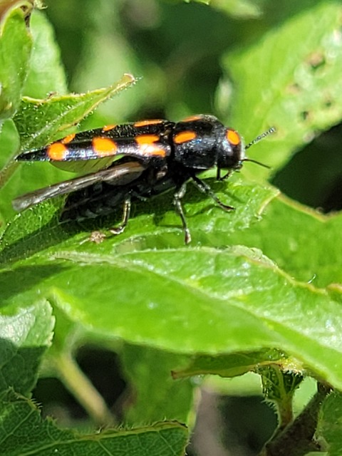 Ptosima undecimmaculata - sárgafoltos díszbogár