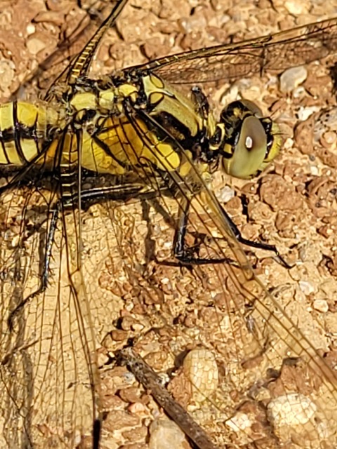 Orthetrum cancellatum - feketefarkú pásztorszitakötő