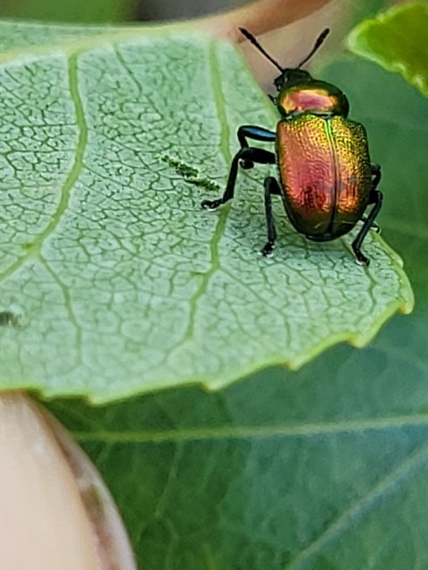 Byctiscus populi - nyárfa-levélsodró