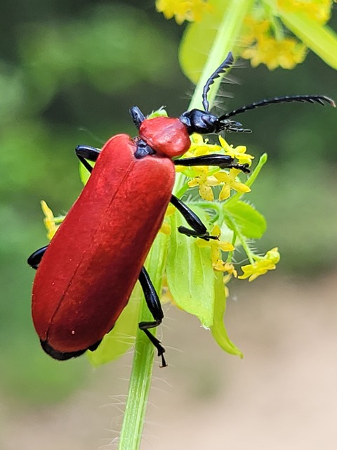 Pyrochroa coccinea - nagy bíborbogár
