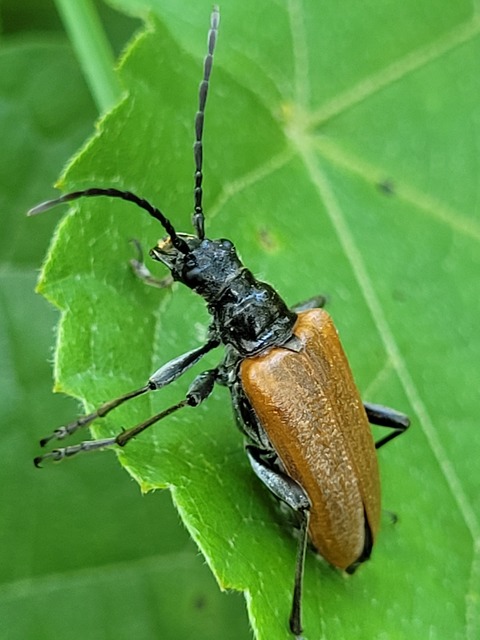 Stenocorus quercus - tölgy-gyökércincér