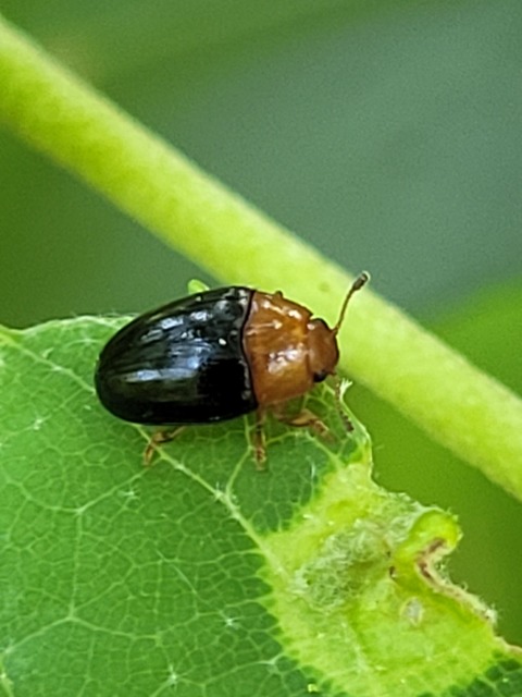 Triplax rufipes - feketehasú tarbogár