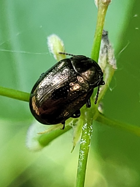 Chrysolina chalcites - homoki levelész Chrysolina chalcites - homoki levelész