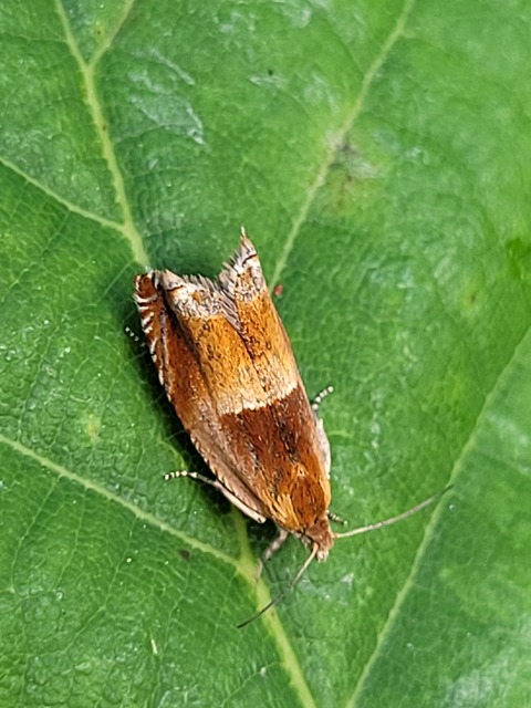 Ancylis mitterbacheriana - tölgysodró horgasmoly