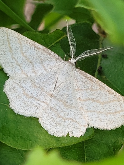 Perconia strigillaria - fehérszárnyú aranyaraszoló